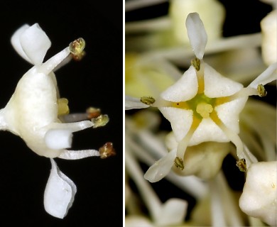 Ceanothus integerrimus