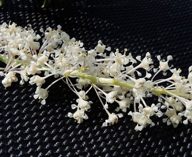 Ceanothus palmeri