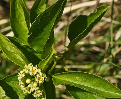 Celastrus scandens