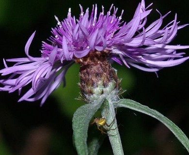 Centaurea X moncktonii