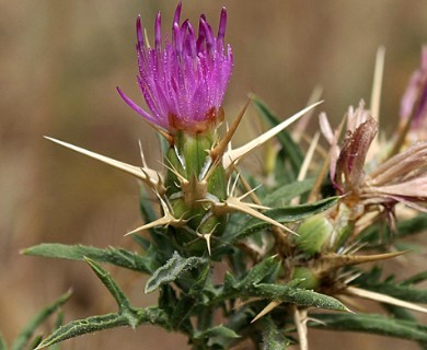 Centaurea calcitrapa