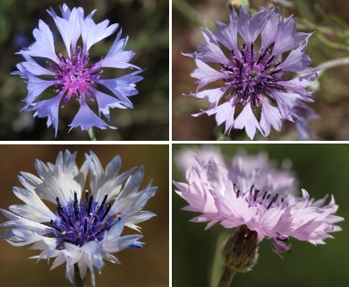 Centaurea cyanus