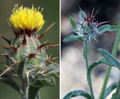 Centaurea melitensis