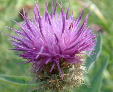 Centaurea nigra