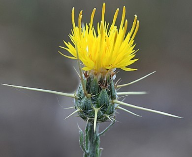 Centaurea solstitialis