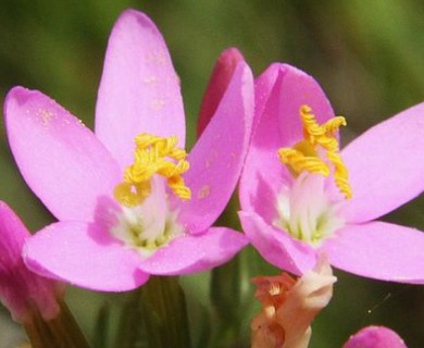 Centaurium erythraea