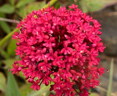 Centranthus ruber