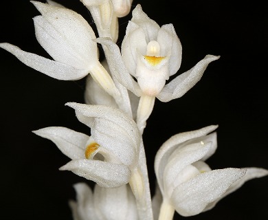 Cephalanthera austiniae