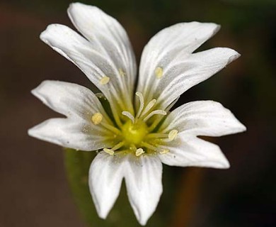 Cerastium arvense