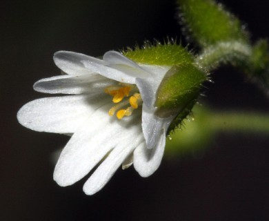 Cerastium brachypodum