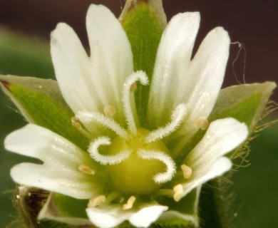 Cerastium fontanum