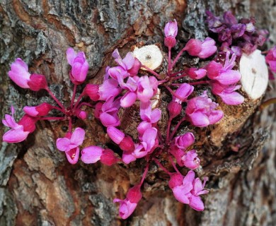 Cercis canadensis