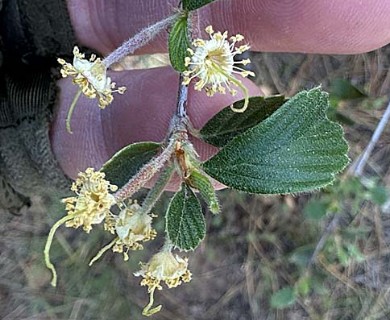 Cercocarpus betuloides