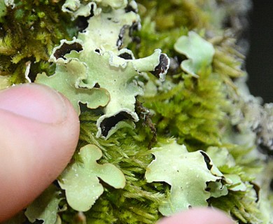 Cetrelia cetrarioides