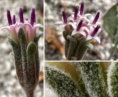 Chaenactis evermannii