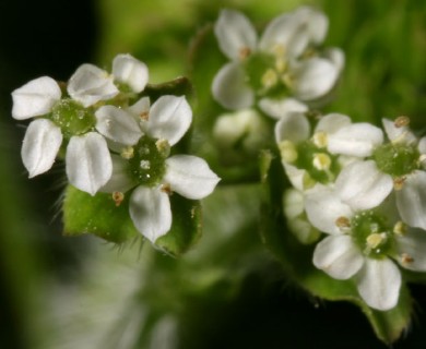 Chaerophyllum procumbens