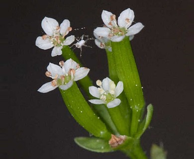 Chaerophyllum tainturieri