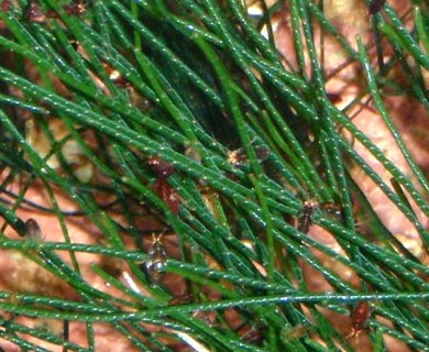 Chaetomorpha melagonium