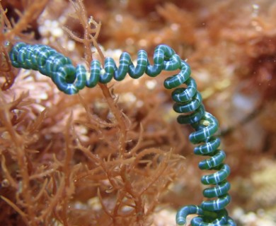 Chaetomorpha spiralis