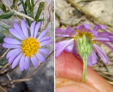 Chaetopappa bellioides