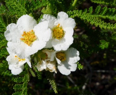 Chamaebatia australis