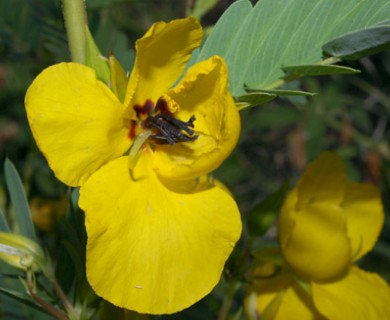 Chamaecrista fasciculata