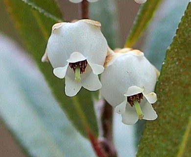 Chamaedaphne calyculata