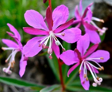 Chamaenerion angustifolium