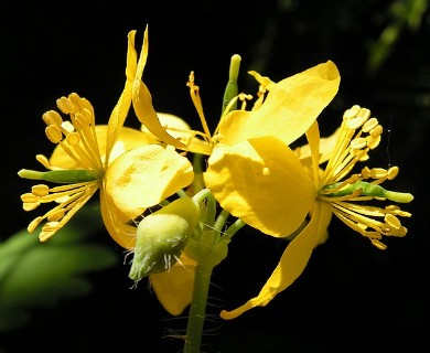 Chelidonium majus