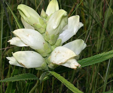 Chelone glabra