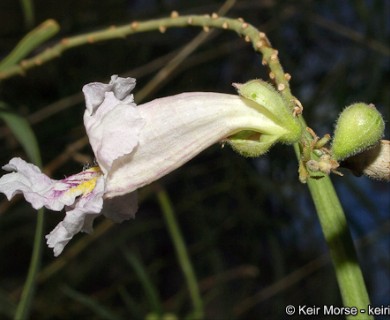 Chilopsis linearis