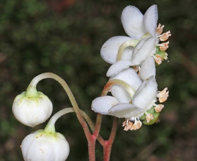 Chimaphila maculata