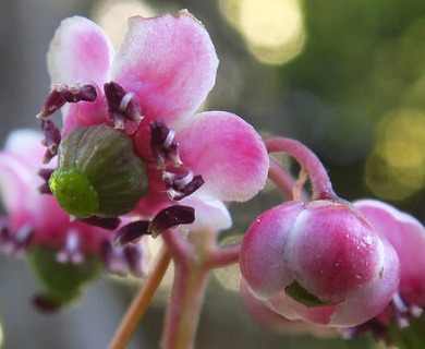 Chimaphila umbellata