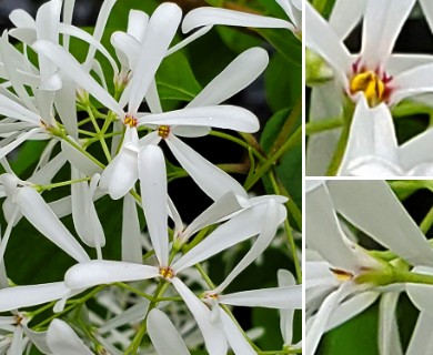 Chionanthus retusus