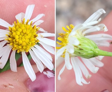 Chloracantha spinosissima