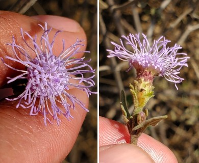 Chromolaena sagittata