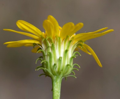 Chrysopsis gossypina