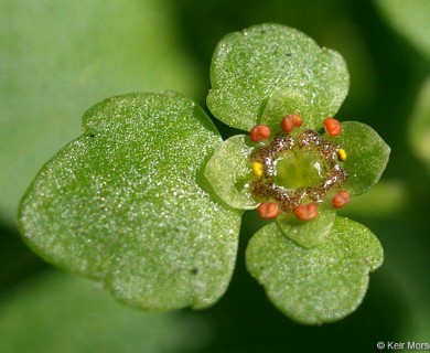 Chrysosplenium americanum