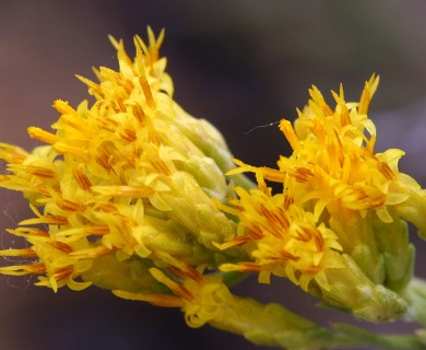 Chrysothamnus viscidiflorus