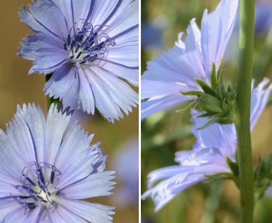 Cichorium intybus