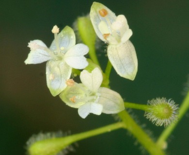 Circaea alpina