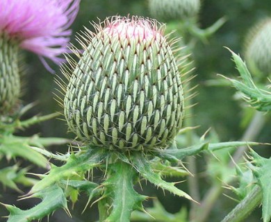 Cirsium altissimum