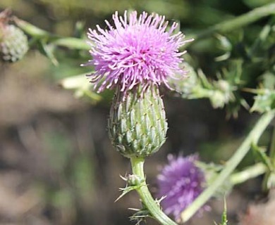 Cirsium arvense