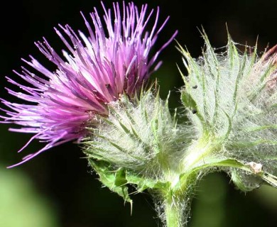 Cirsium edule