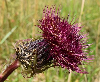 Cirsium horridulum