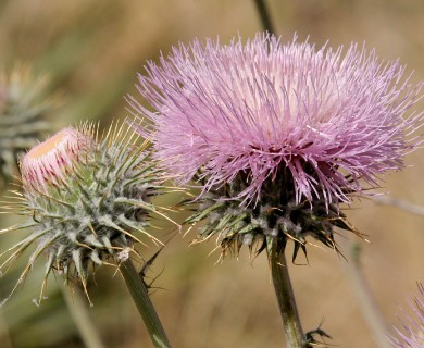 Cirsium neomexicanum