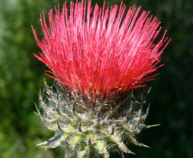 Cirsium occidentale