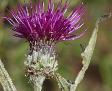 Cirsium remotifolium