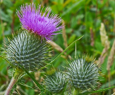 Cirsium vulgare