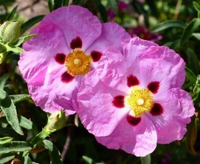 Cistus creticus